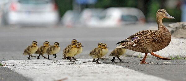 Као сваки дисциплиновани учесник у саобраћају, мама патка прво је погледала лево, па десно. - Sputnik Србија