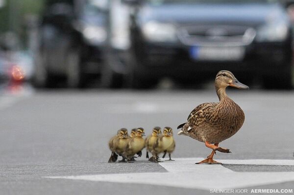 Као сваки дисциплиновани учесник у саобраћају, мама патка прво је погледала лево, па десно. Као сваки дисциплиновани учесник у саобраћају, мама патка прво је погледала лево, па десно. - Sputnik Србија