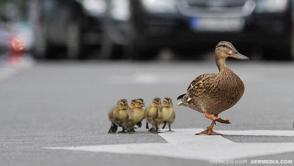 Kao svaki disciplinovani učesnik u saobraćaju, mama patka prvo je pogledala levo, pa desno. - Sputnik Srbija