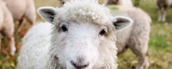 Jagnjad - Sputnik Srbija