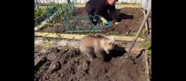 У међувремену у Русији: Медвед обрађује башту У међувремену у Русији: Медвед обрађује башту - Sputnik Србија