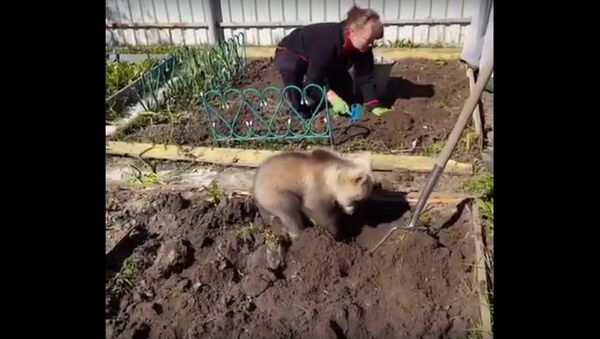 У међувремену у Русији: Медвед обрађује башту - Sputnik Србија