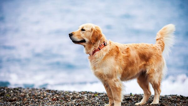 Златни ретривер на плажи - Sputnik Србија