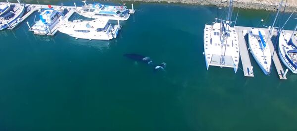 Залутали кит Залутали кит - Sputnik Србија