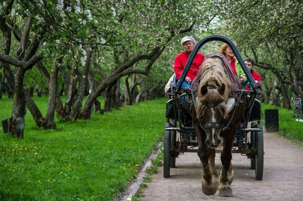 Cvetanje jabuke u Moskvi - Sputnik Srbija