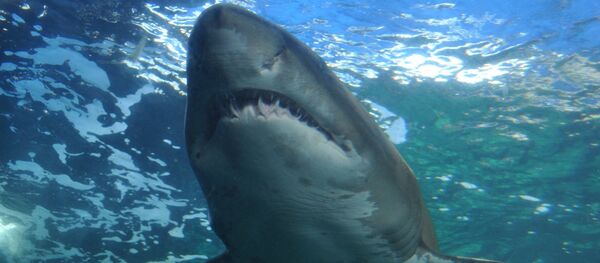 Ајкула Ајкула - Sputnik Србија