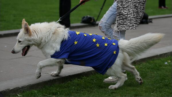 Девојка води пса који је обучен у оделце са симболима ЕУ - Sputnik Србија