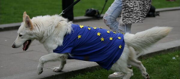 Devojka vodi psa koji je obučen u odelce sa simbolima EU - Sputnik Srbija