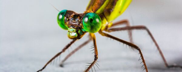 Вилин коњиц - Sputnik Србија