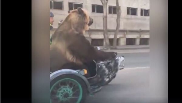 Медвед на мотоциклу - Sputnik Србија