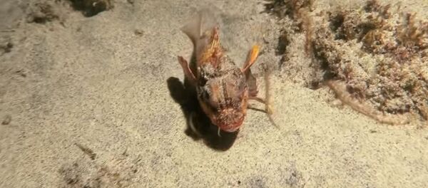 Риба која хода Риба која хода - Sputnik Србија