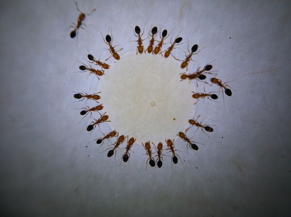 Шумска демократија: Научници открили како животиње гласају, па чак и да одлучују консензусом - Sputnik Србија