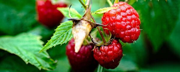 Malina Malina - Sputnik Srbija