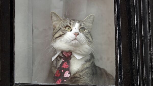 A cat dressed in a collar and tie looks out from a window of the Ecuadorian embassy in London - Sputnik Srbija
