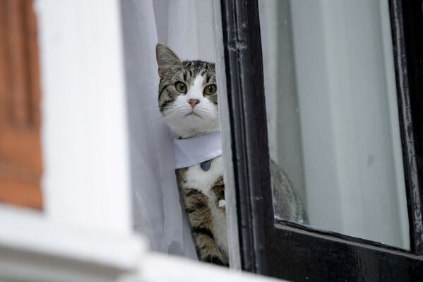 Najpoznatija maca na svetu: Misteriozna Asanžova družbenica - Sputnik Srbija