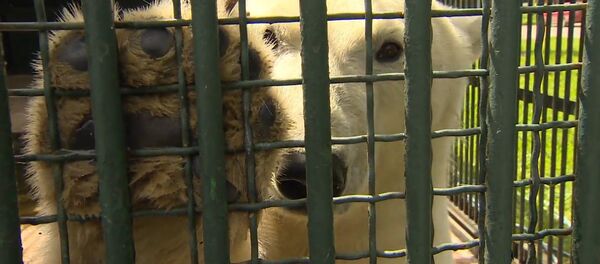 SERBIA_Белая медведица Ника сделала прогноз на ближайшие матчи Кубка конфедераций - Sputnik Србија