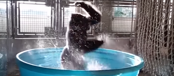 Горила која воли да се купа - Sputnik Србија