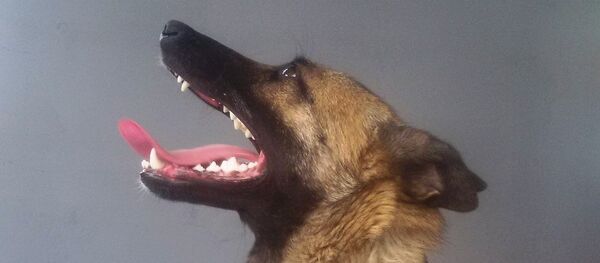 Једини спасилац из Ниша на четири ноге има омиљену играчку, лопту направљену од ужади искоришћених у обукама ватрогасаца-спасилаца. - Sputnik Србија