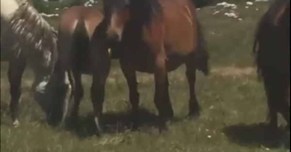 Коњ који је рекао човеку да је коњ. - Sputnik Србија