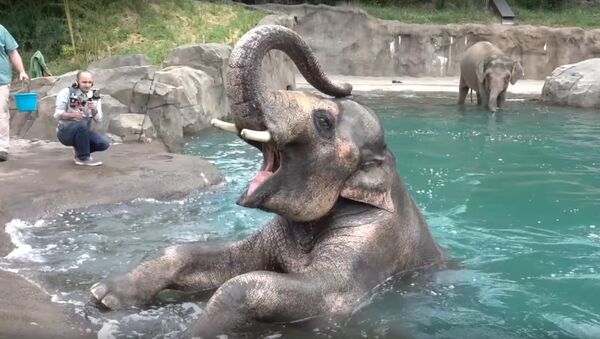 Slon Samudra pliva u bazenu zoološkog vrta u Oregonu - Sputnik Srbija