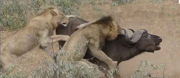 Lavovi Lavovi - Sputnik Srbija