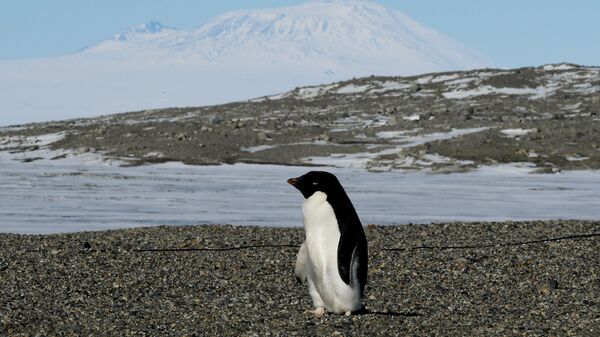 Пингвин Адели рядом с исследовательской станцией New Harbor в Антарктике - Sputnik Србија