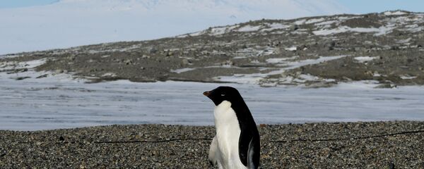 Pingvin Adeli rяdom s issledovatelьskoй stancieй New Harbor v Antarktike - Sputnik Srbija