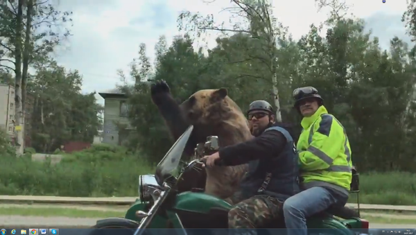 Medved na motoru žuri kod Maše - Sputnik Srbija