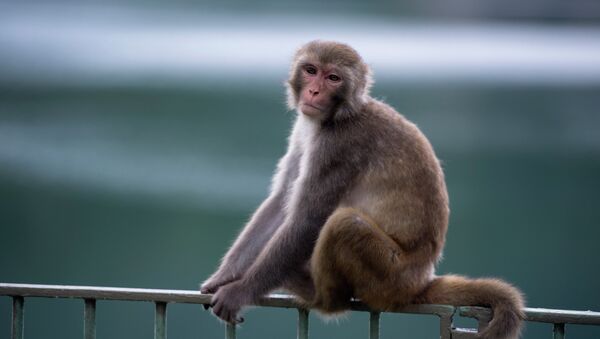 Макаки мајмун седи на огради у зоолошком врту у Хонгконгу. - Sputnik Србија