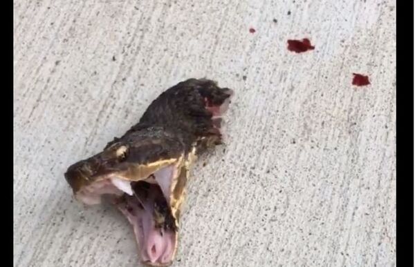 Змија - Sputnik Србија