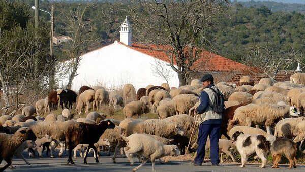 Пастир и овце - Sputnik Србија