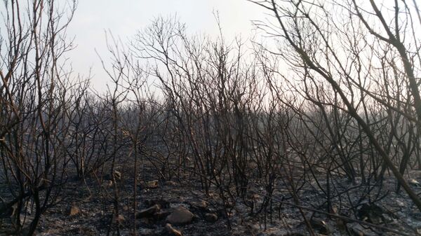 Последице пожара у Тивту Последице пожара у Тивту - Sputnik Србија