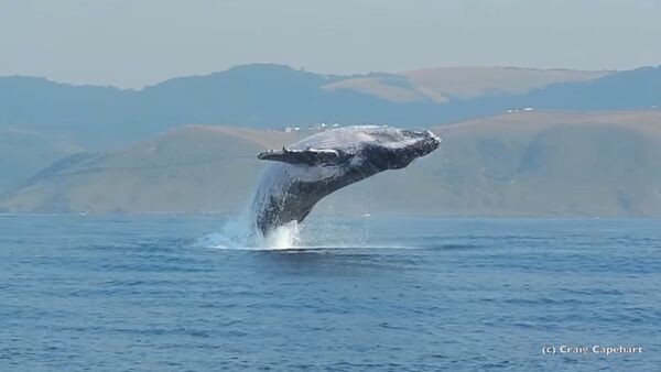 Грбави кит искаче из воде - Sputnik Србија