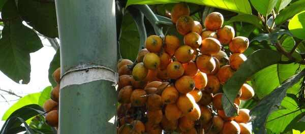 Бетел ораси Бетел ораси - Sputnik Србија