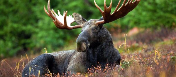 Лос - Sputnik Србија