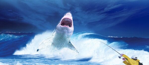 Ајкула - Sputnik Србија