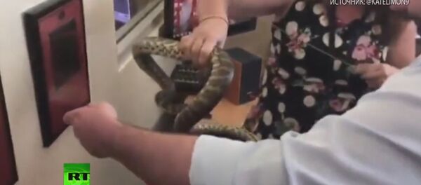 Змија - Sputnik Србија