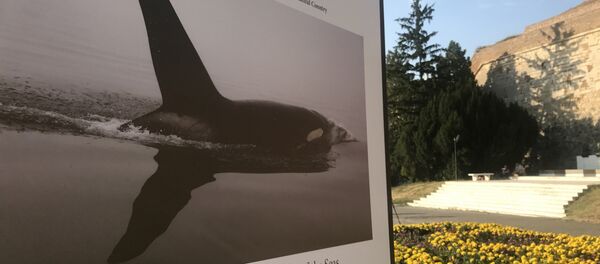 Отварање изложбе фотографија из Русије „Најлепша земља” Београд, 03.08.2017. Отварање изложбе фотографија из Русије „Најлепша земља” Београд, 03.08.2017. - Sputnik Србија