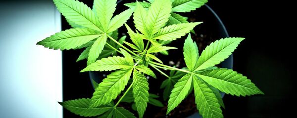 Канабис - Sputnik Србија