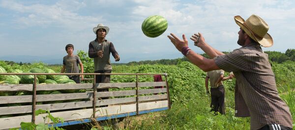Berba lubenica u Abhaziji - Sputnik Srbija