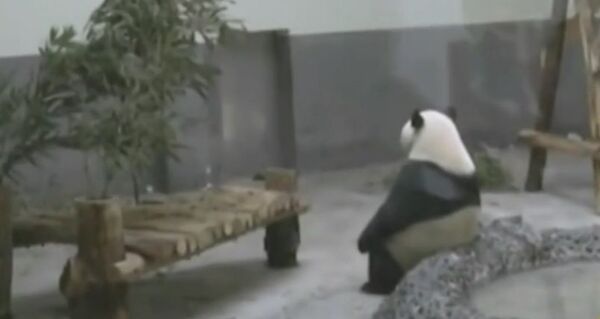 Depresivna panda Depresivna panda - Sputnik Srbija