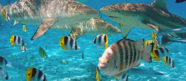 Гребен ајкула - Sputnik Србија