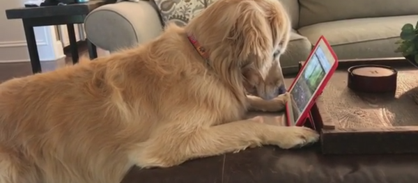 Златни ретривер се заљубио у веверицу - Sputnik Србија