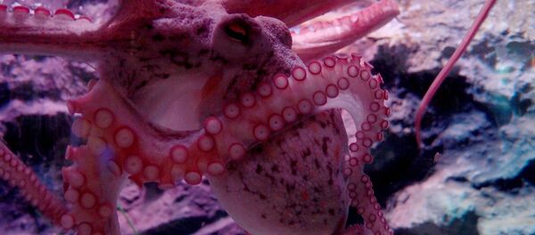 Октопод Октопод - Sputnik Србија