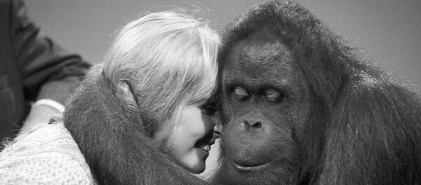 GlumacBo Derek zagrljen sa šimpnazom - Sputnik Srbija