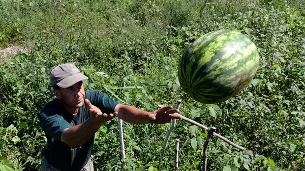 Узгој и сакупљање лубеница на територији Хабаровска - Sputnik Србија