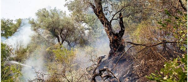 Маслињак, илустрација - Sputnik Србија