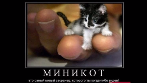 Најмања мачка на свету - Sputnik Србија