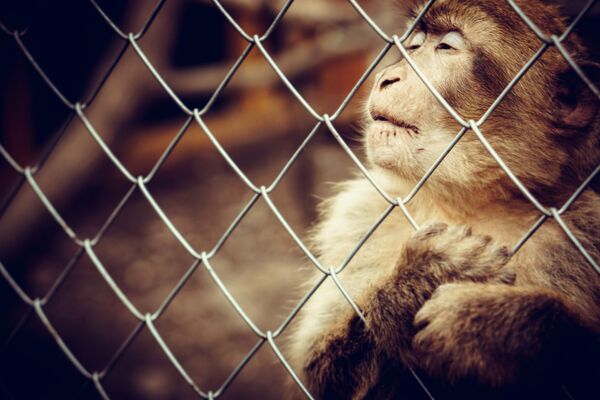 Научници са Оксфорда близу вакцине против короне: Тестираће је на 6.000 људи Научници са Оксфорда близу вакцине против короне: Тестираће је на 6.000 људи - Sputnik Србија