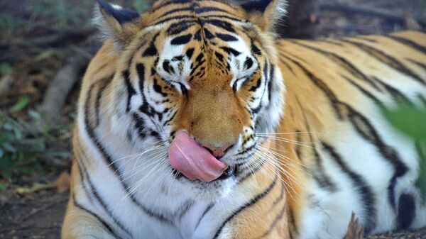 Амурски тигрови у Националном парку Земља леопарда - Sputnik Србија